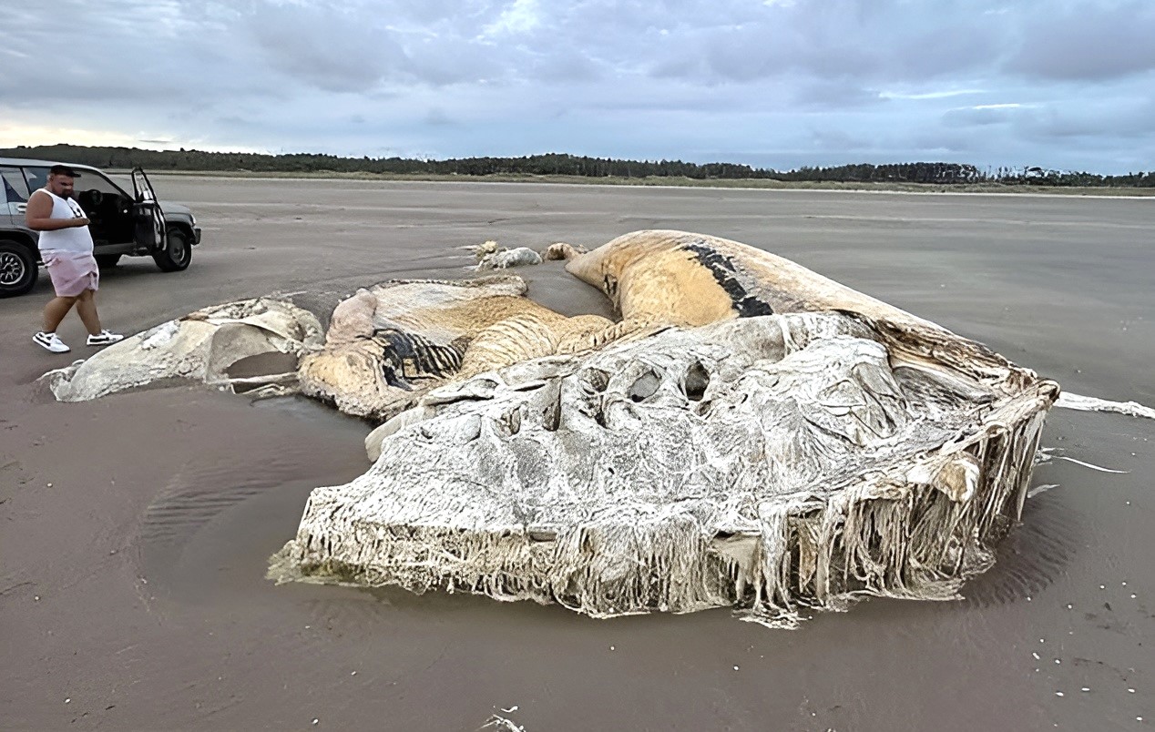 101829525-15065159-image-m-4_175 (1).jpg