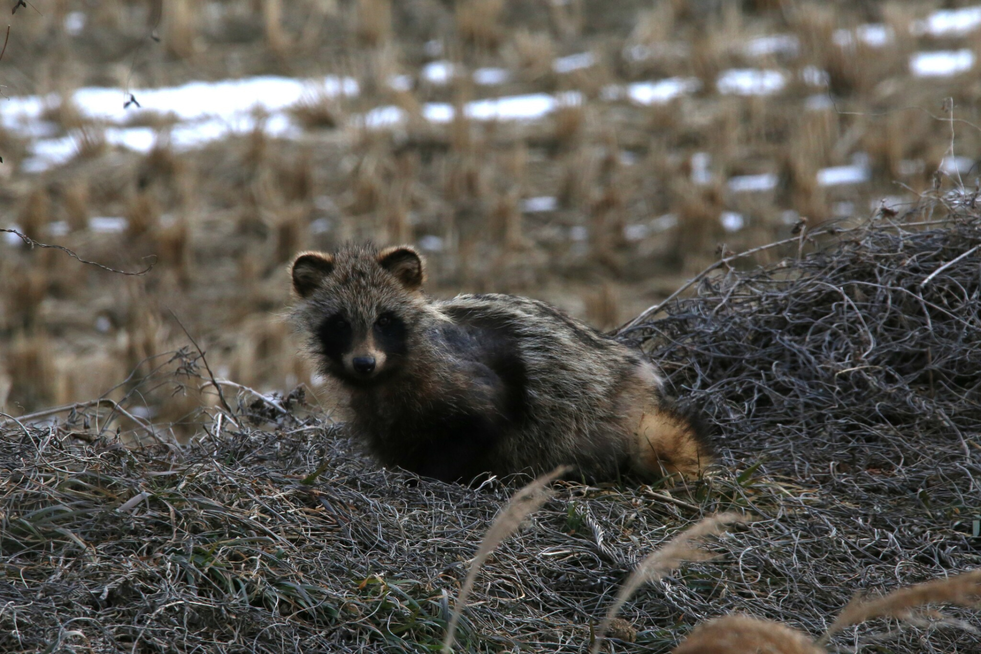 Енотовидная собака