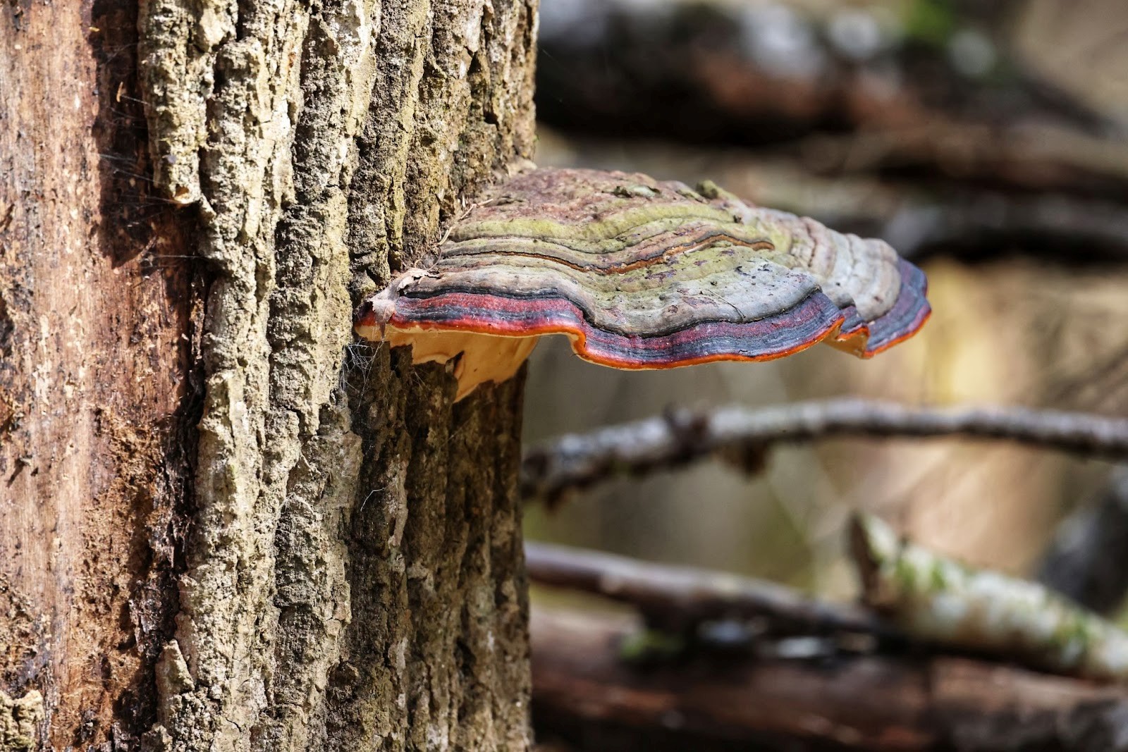 25-Гриб трутовик.jpg