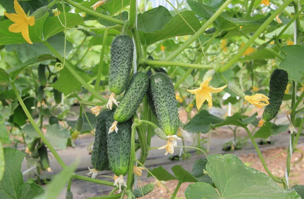 photo_2026-05-26_23-05-35 (2).jpg
