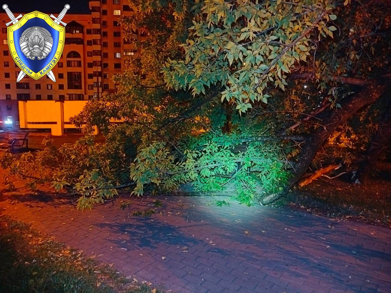 дерево упало в Минске