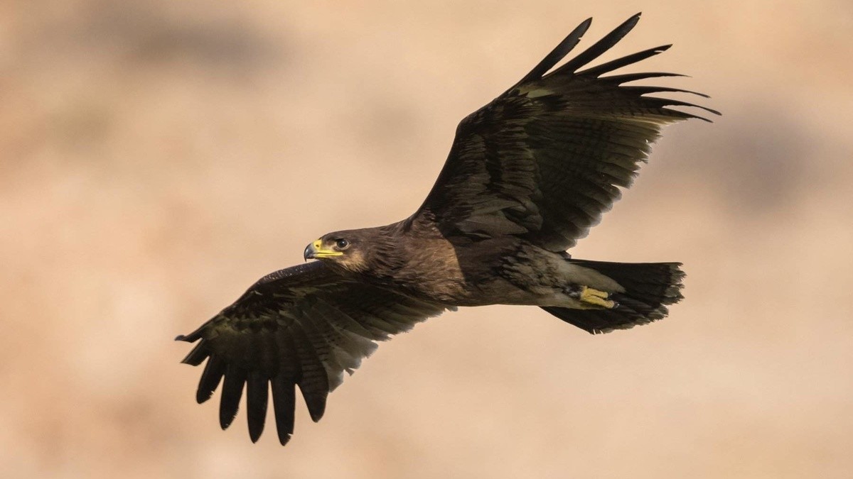 Большой подорлик.jpg