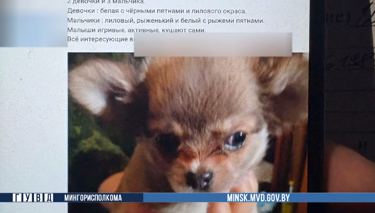 объявление, скрин.png