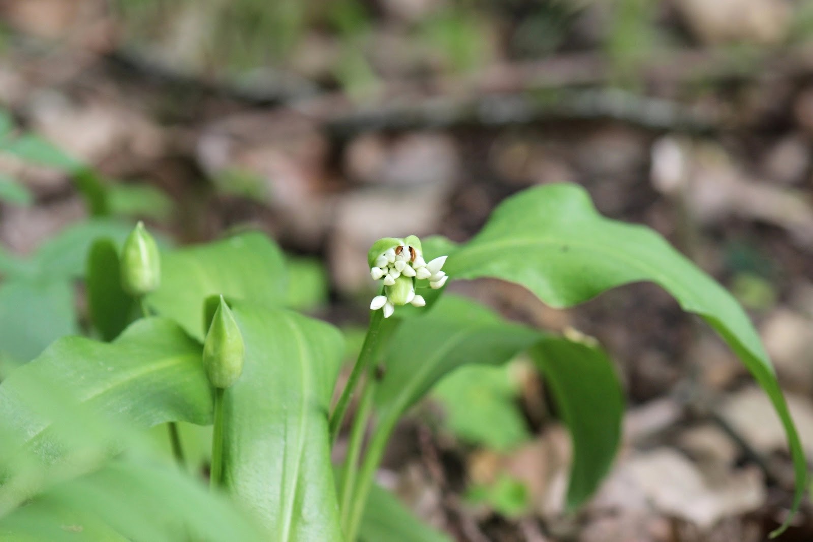 Черемша лук медвежий 2.jpg