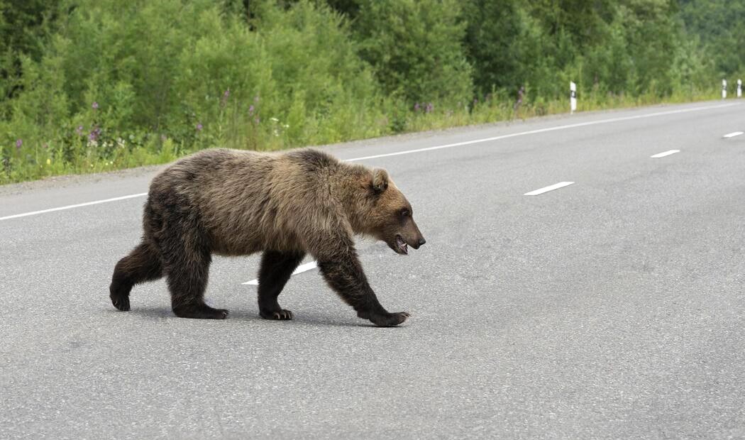 angry-and-hungry-kamchatka-brown-bear-across-along-road-photo.jpg