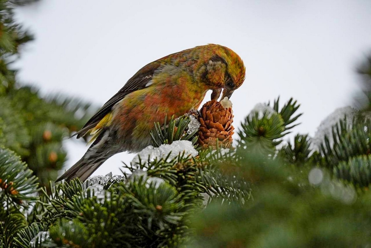 8-Клест-еловик клюет шишку.jpg