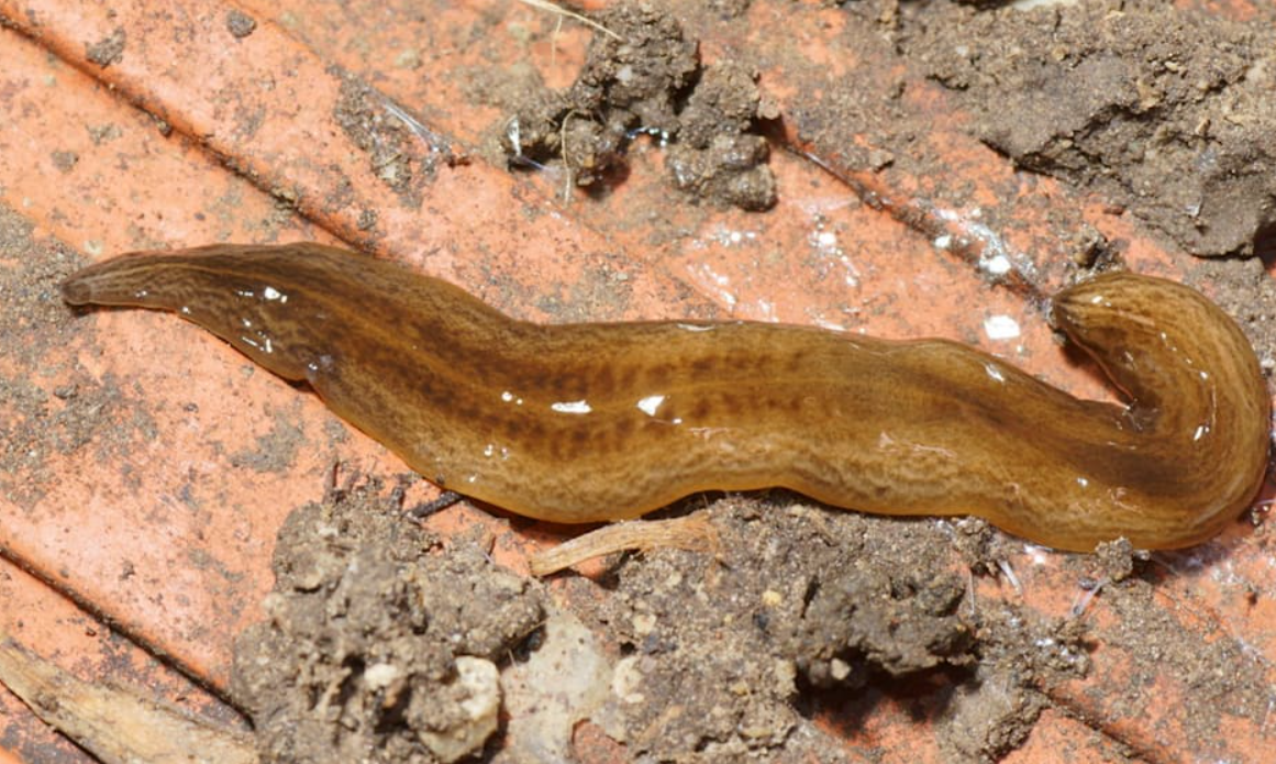 хищный червь