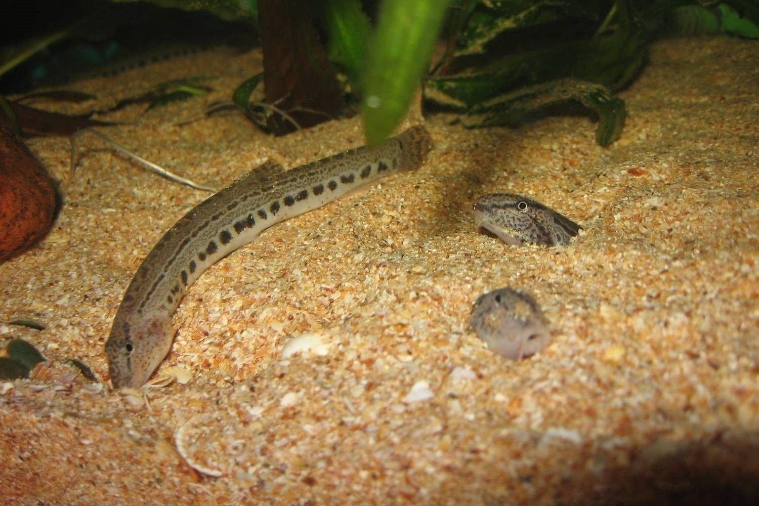 9-Щиповки с легкостью зарываются в песок или грунт.jpg