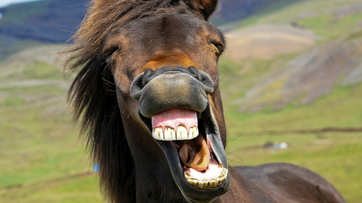 Лошадь ржёт