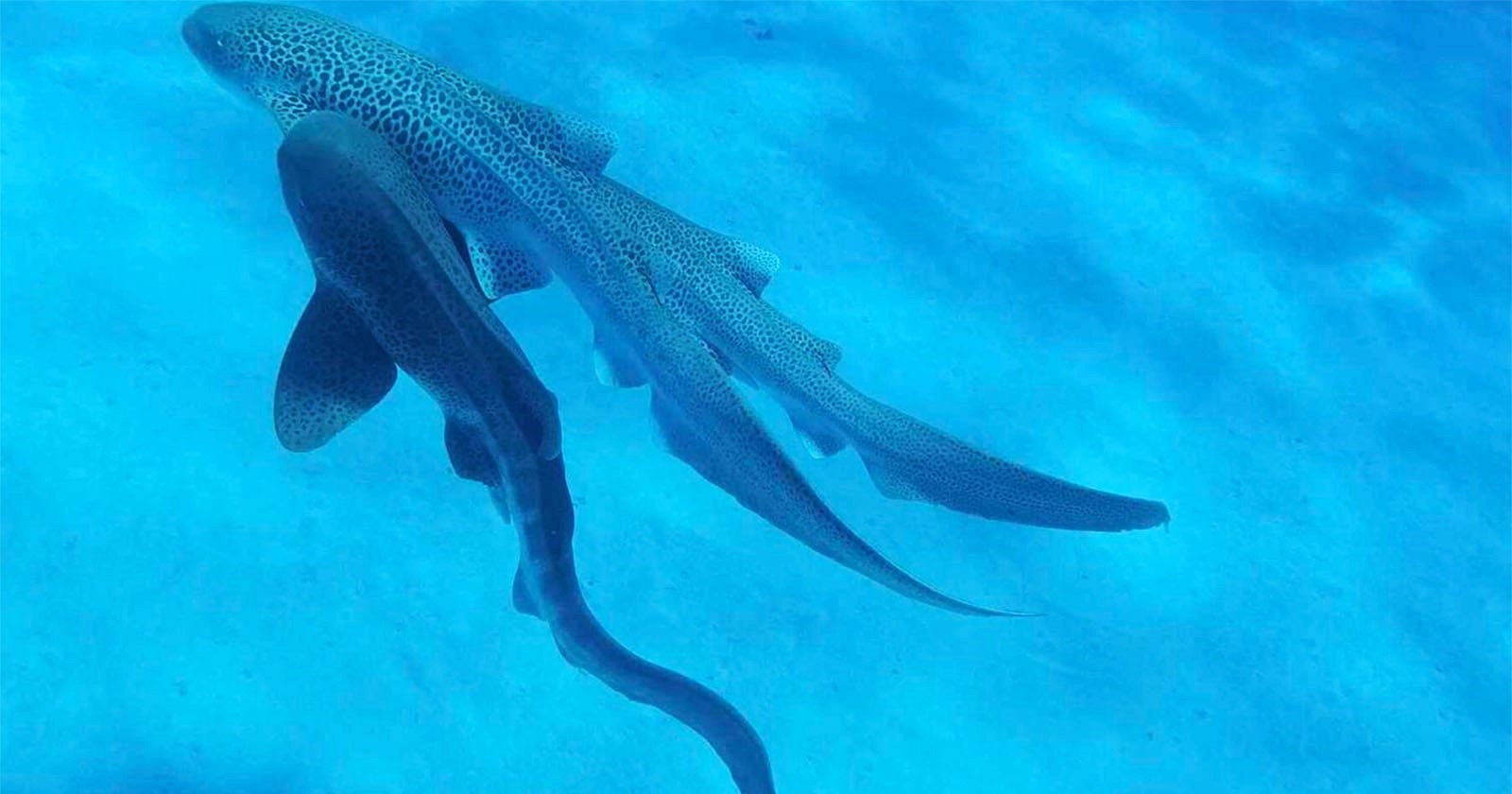 Леопардовые акулы