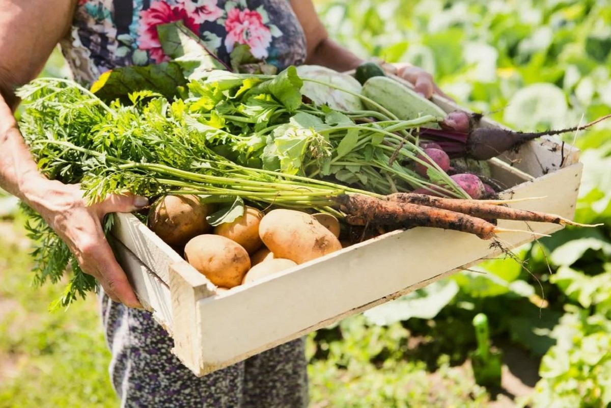 хранение овощей.jpg