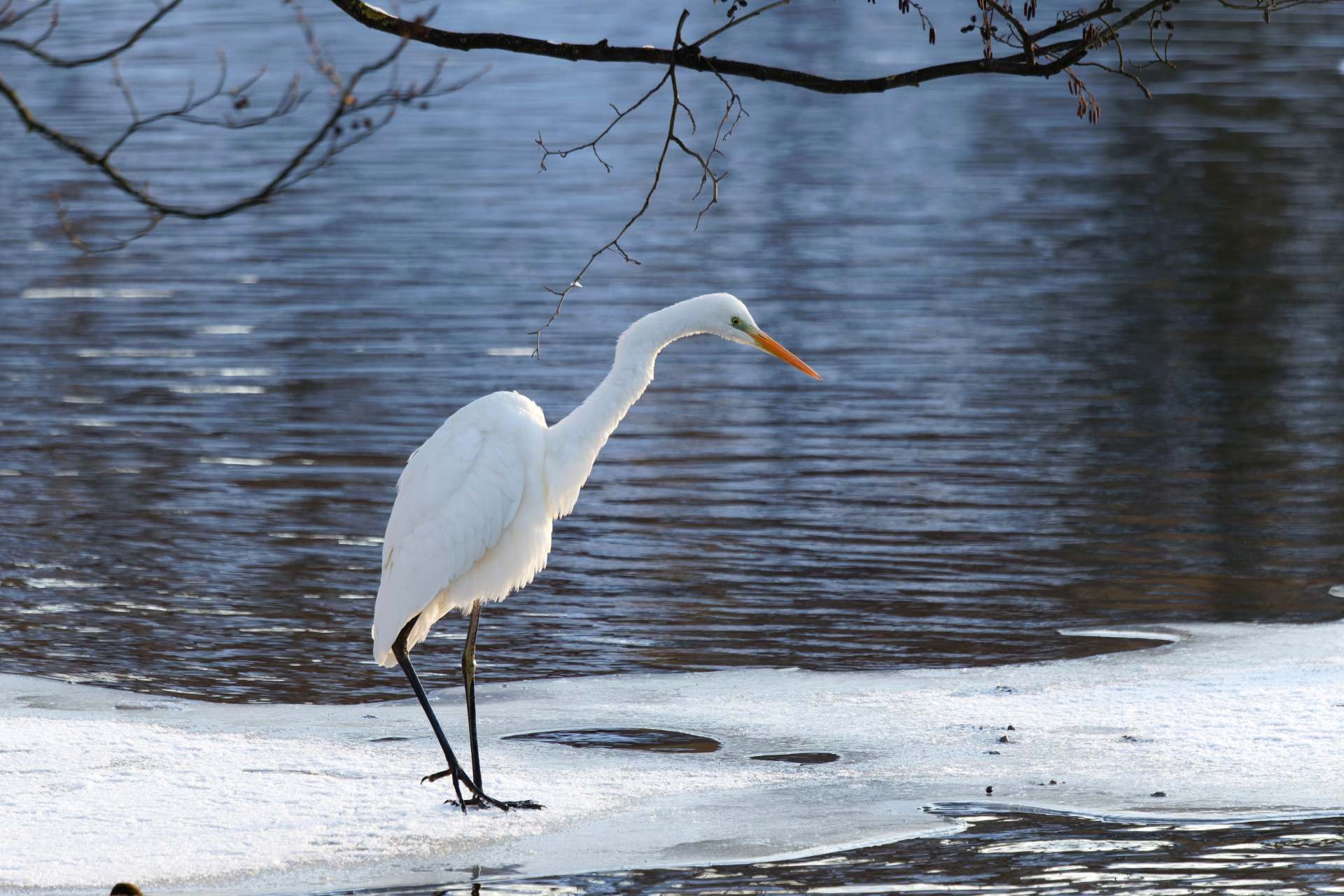 Большая Белая Цапля.jpg