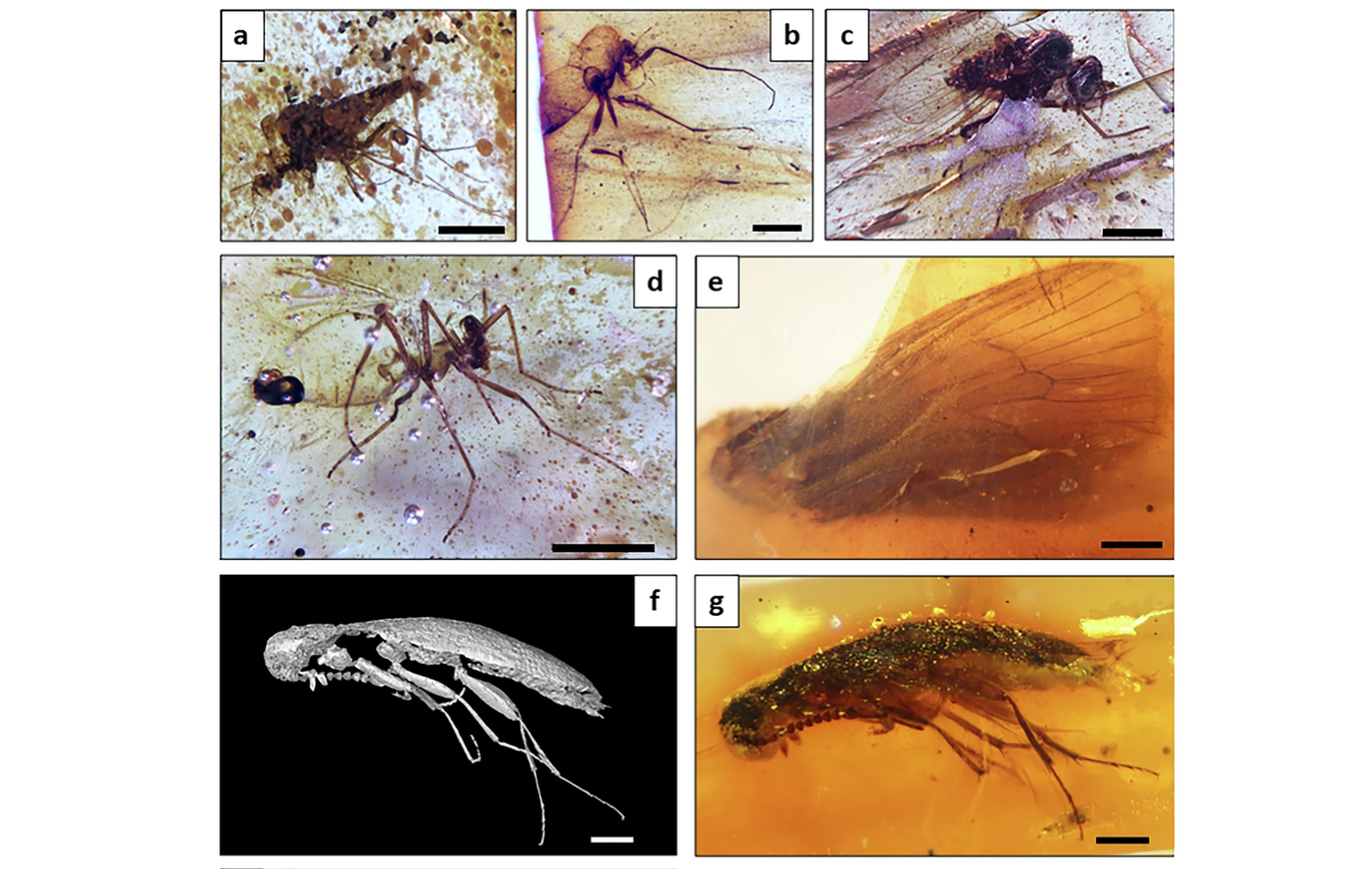 насекомые в янтаре