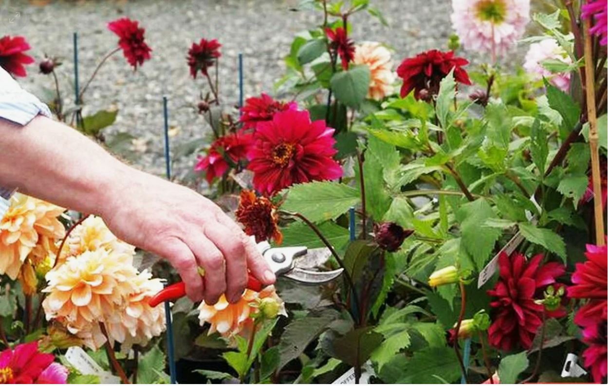 цветы на участке