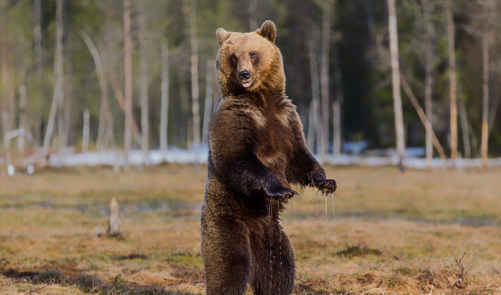 большой медведь