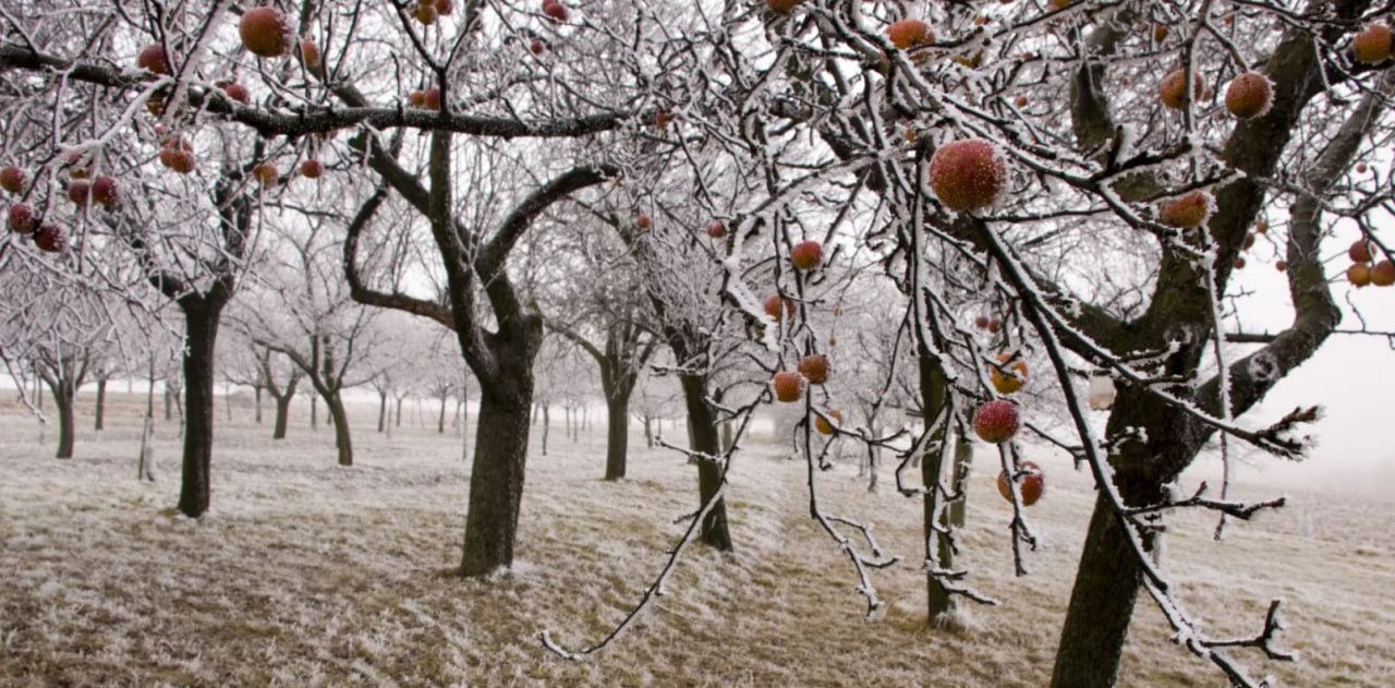 яблони зимой