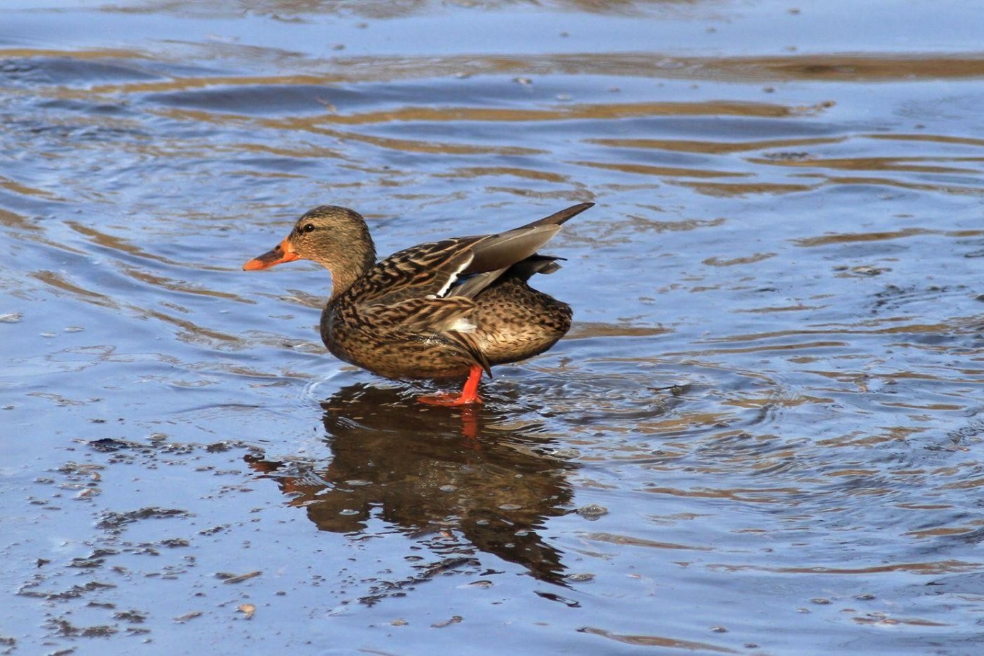 5-Утка без хвоста.jpg