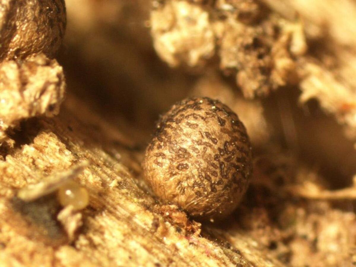 миксомицет