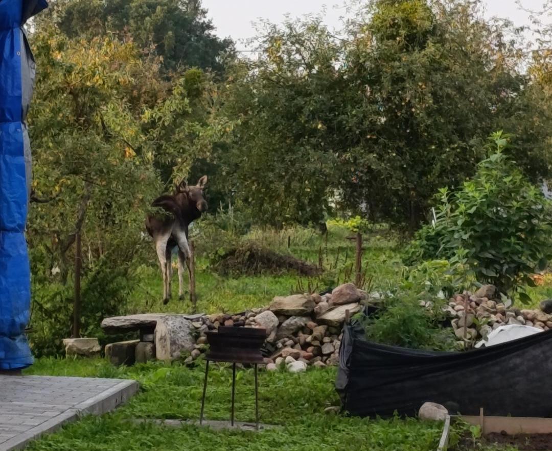 лось в Скиделе.jpg