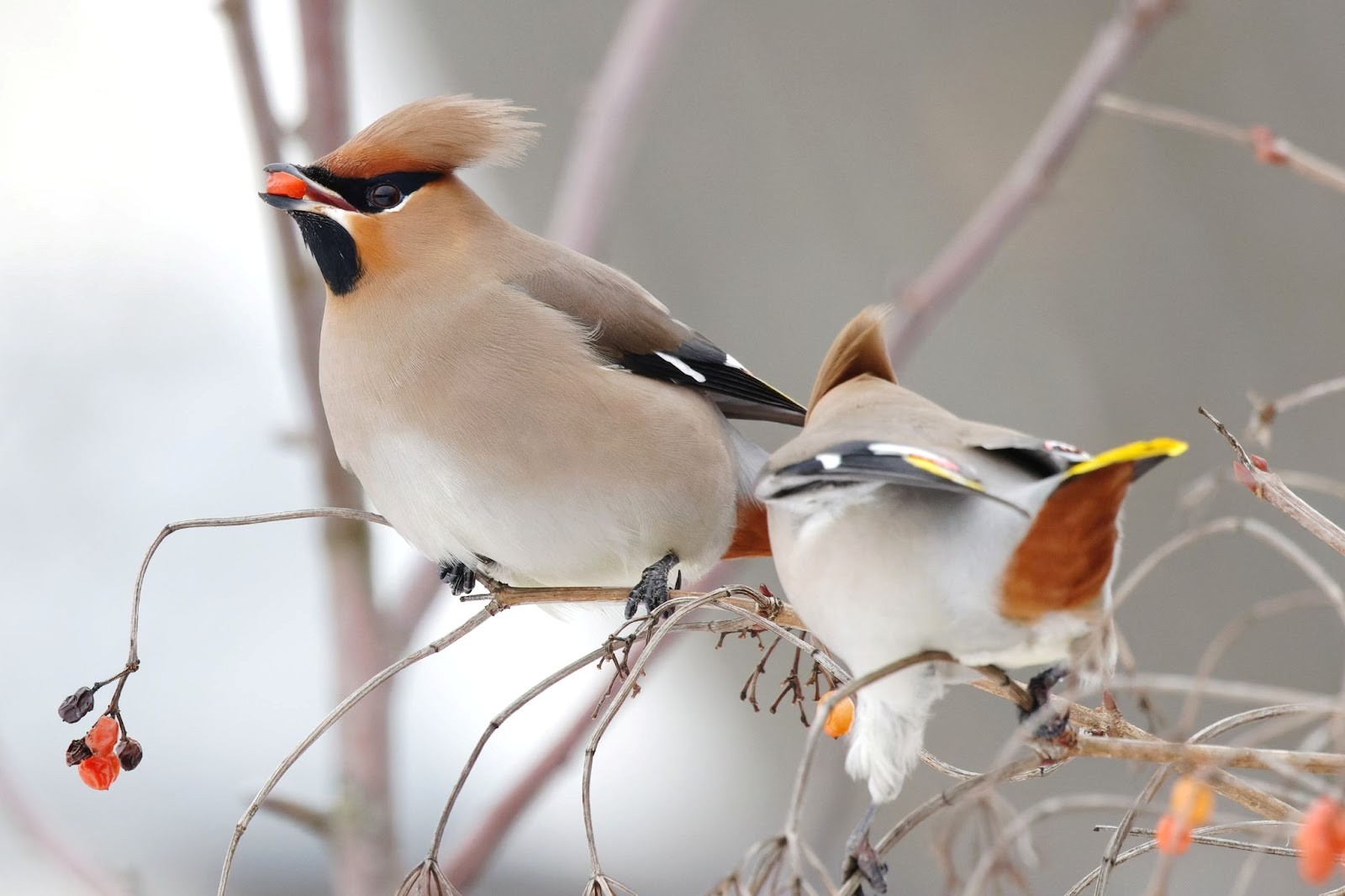 Возвращение птиц весной 3.jpg