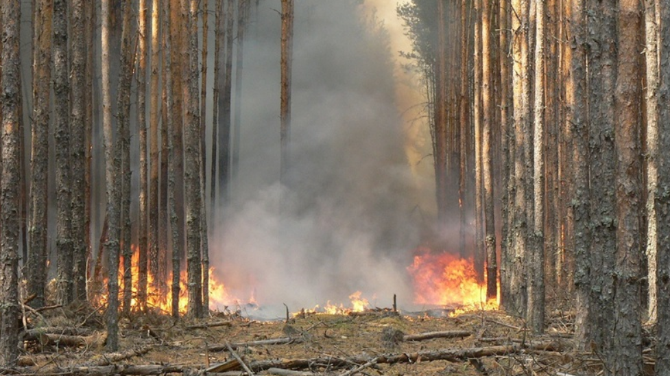 лесной пожар.png