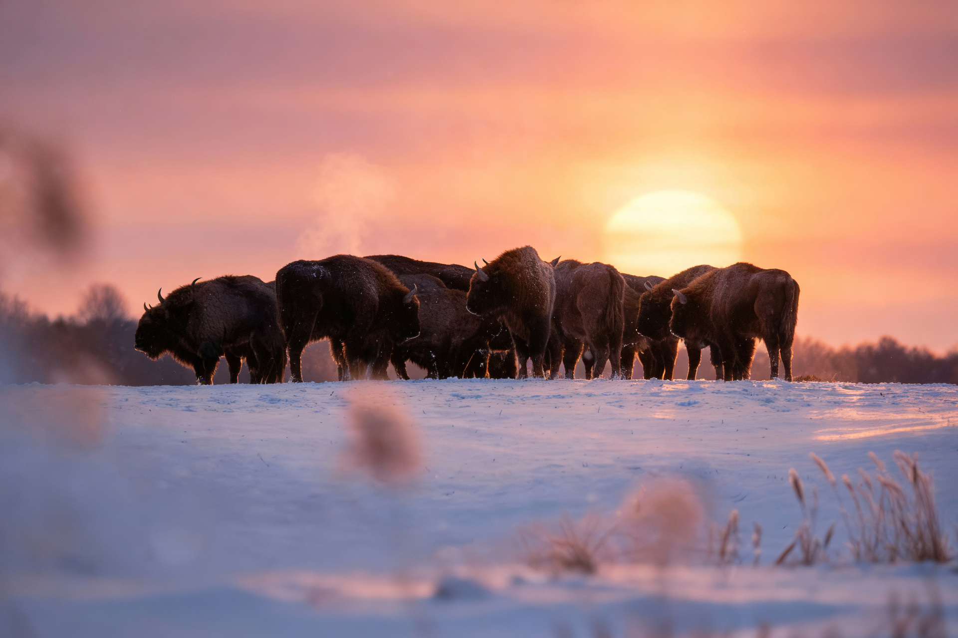 Зубры_Гребенев Александр.jpg
