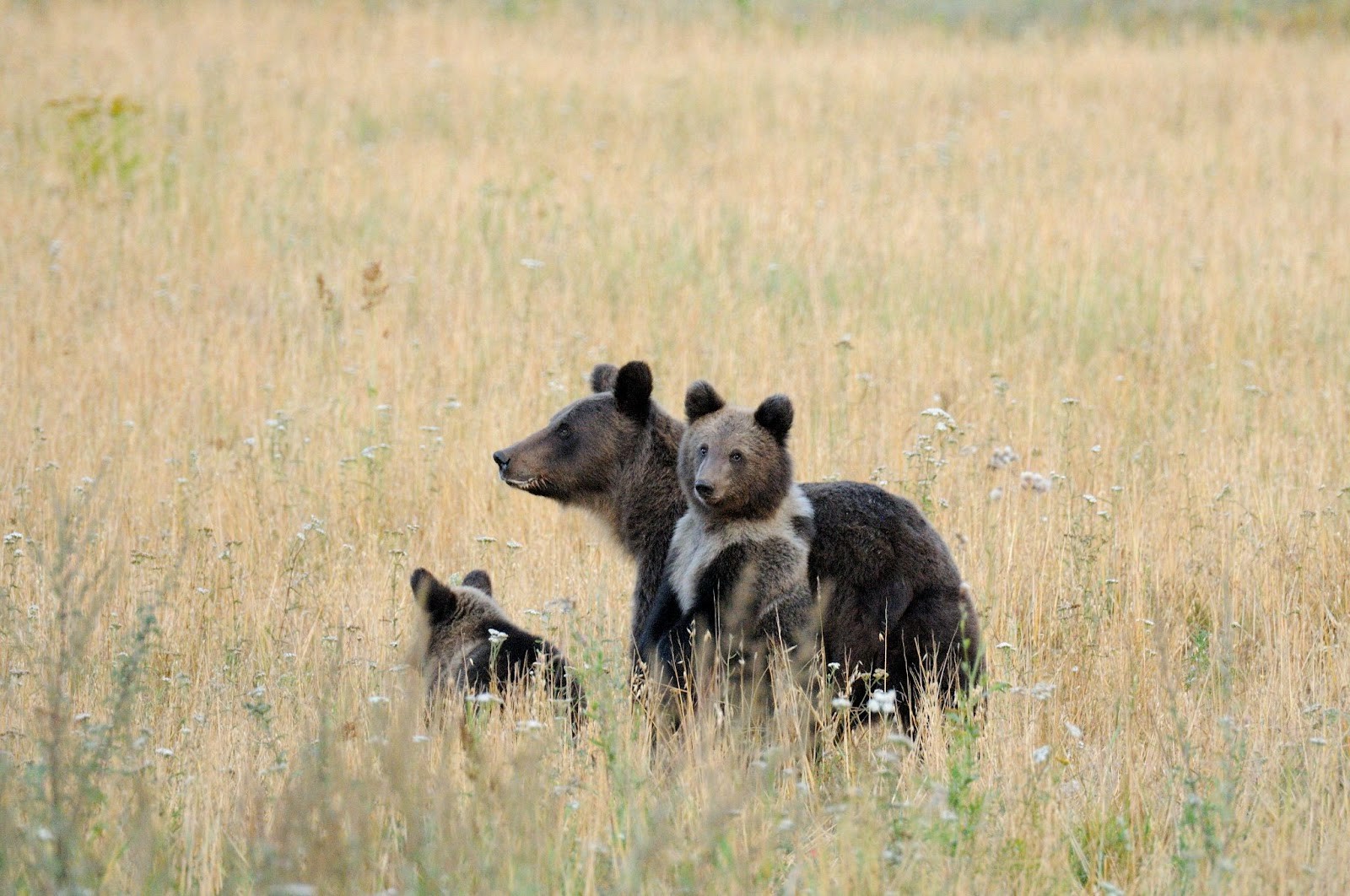 15-Бурые медведи.jpg
