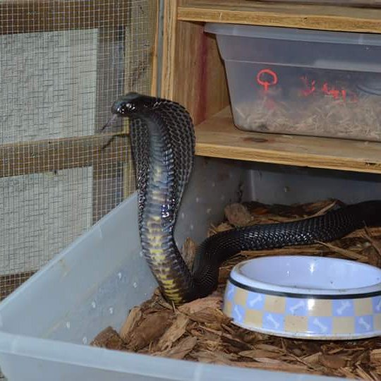 кобра, фото из Инстаграм Тима Фриде