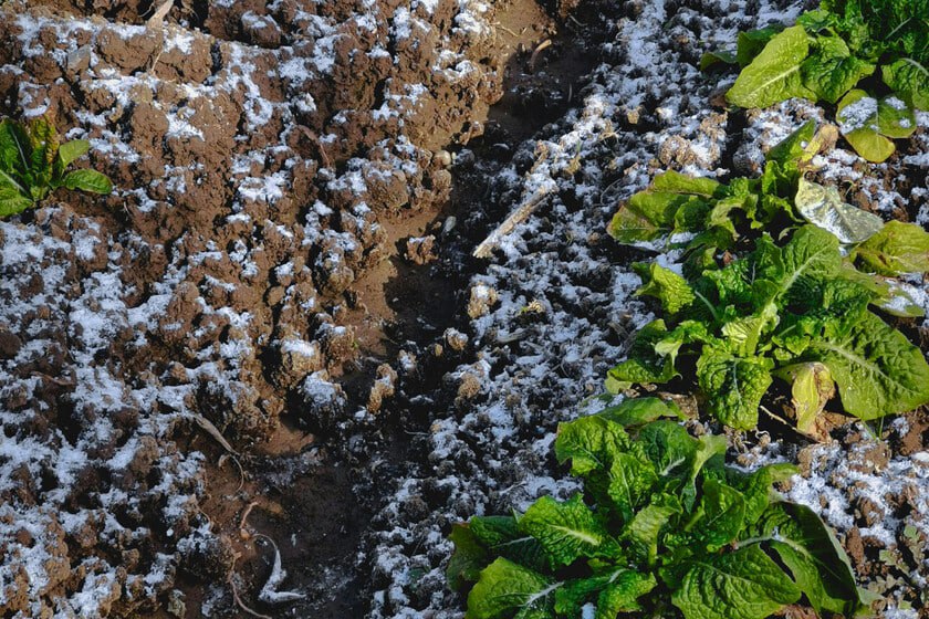 без снега.jpg