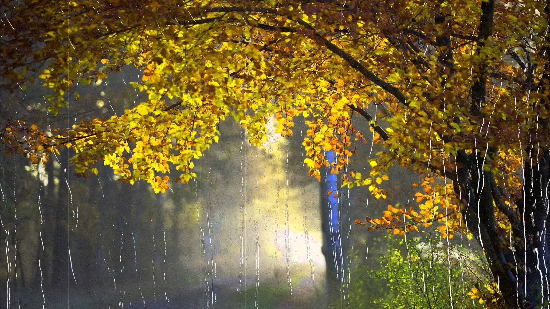 осень дождь