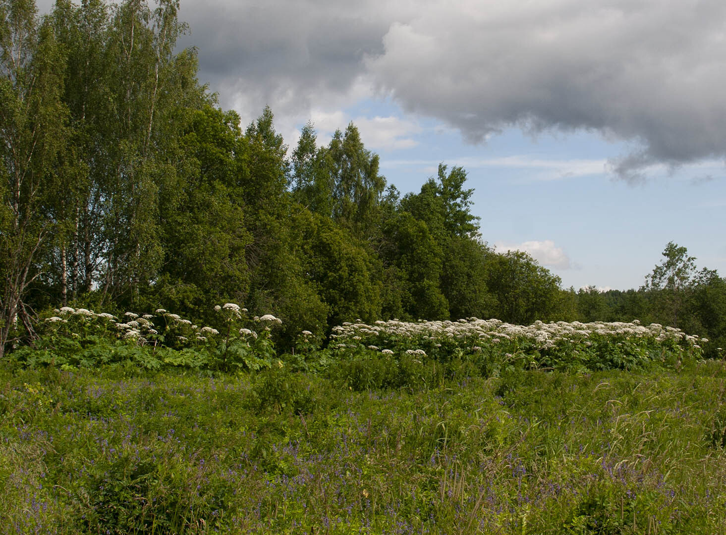 Борщевик в Ленинградской области