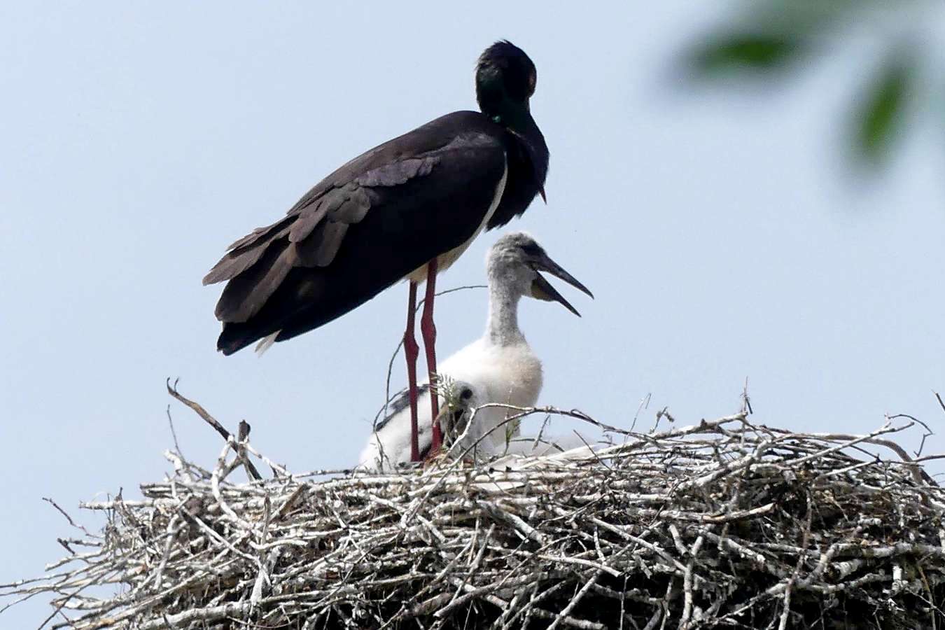 6-Гнездо смешанной пары аистов с их совместным птенцом в Германии.jpg