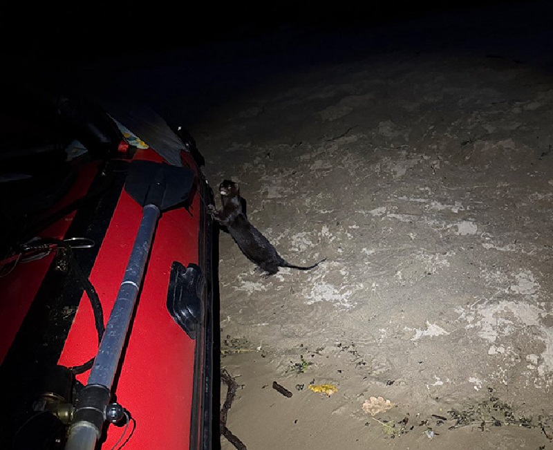 норка у лодки.jpg