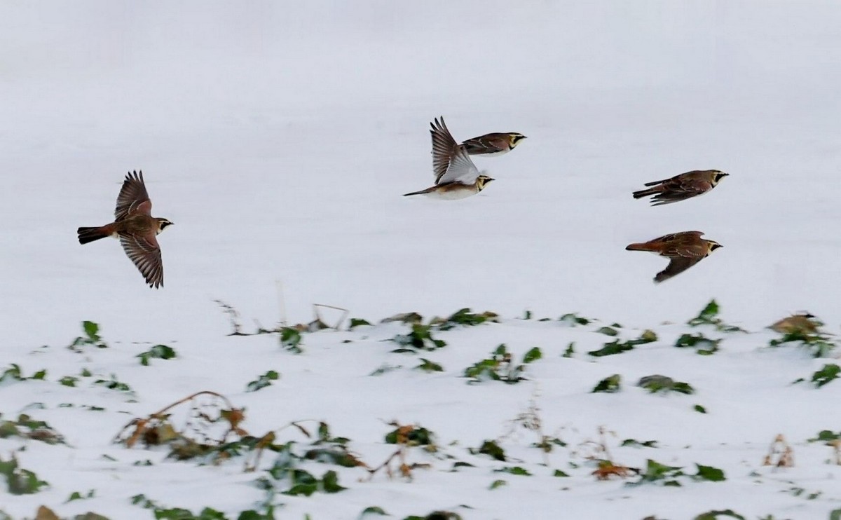 10-2-Полет рогатых жаворонков.jpg