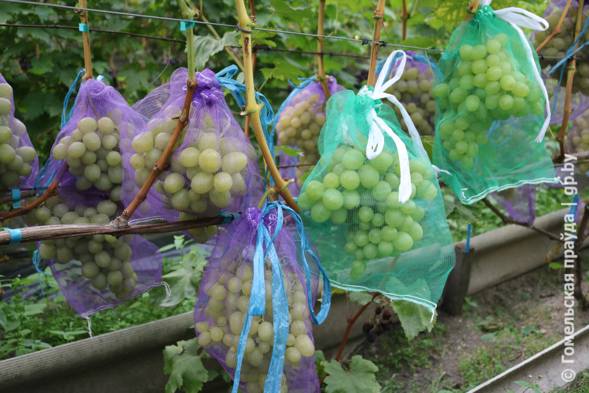 виноград.jpg