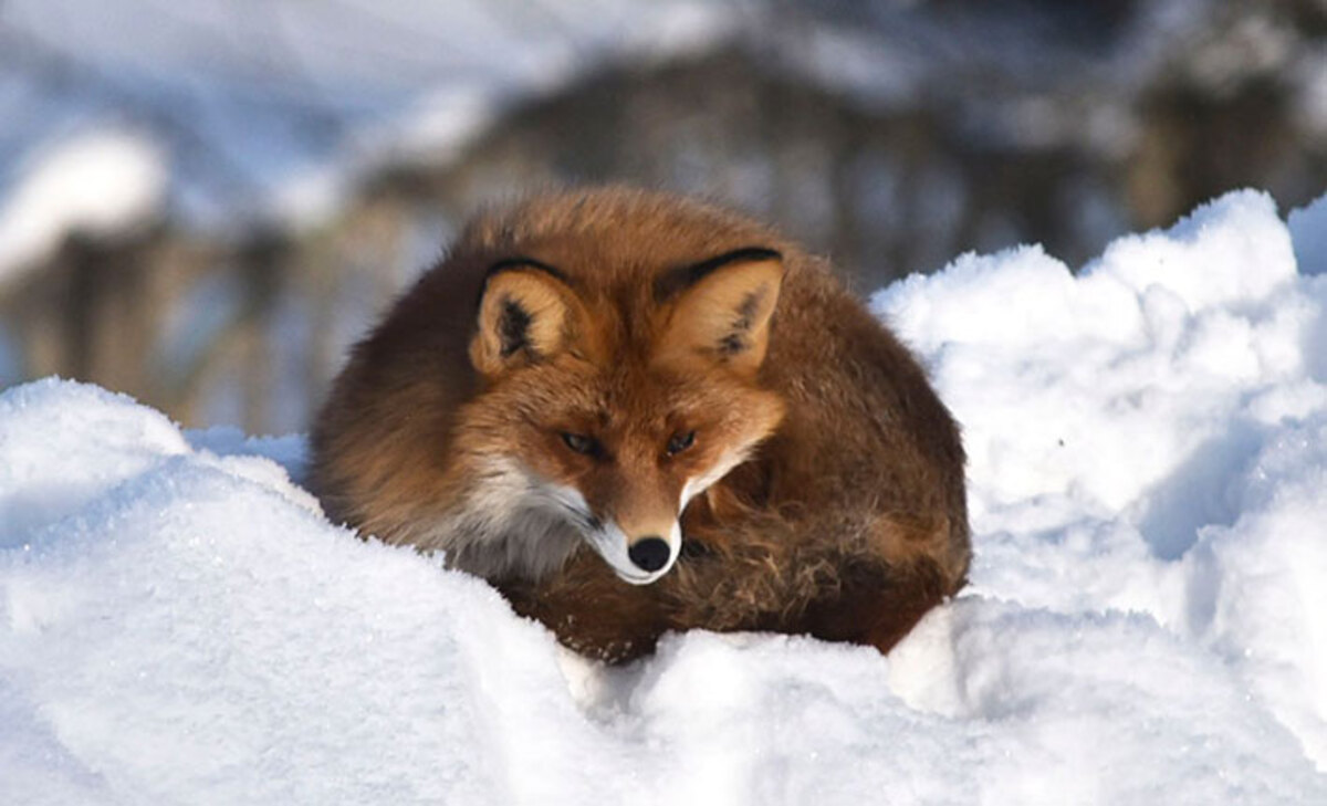 лиса на крыше в Глубоком