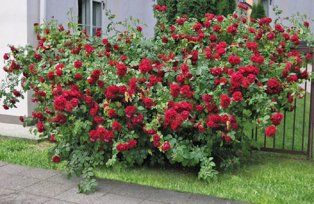 Розы, куст.jpg