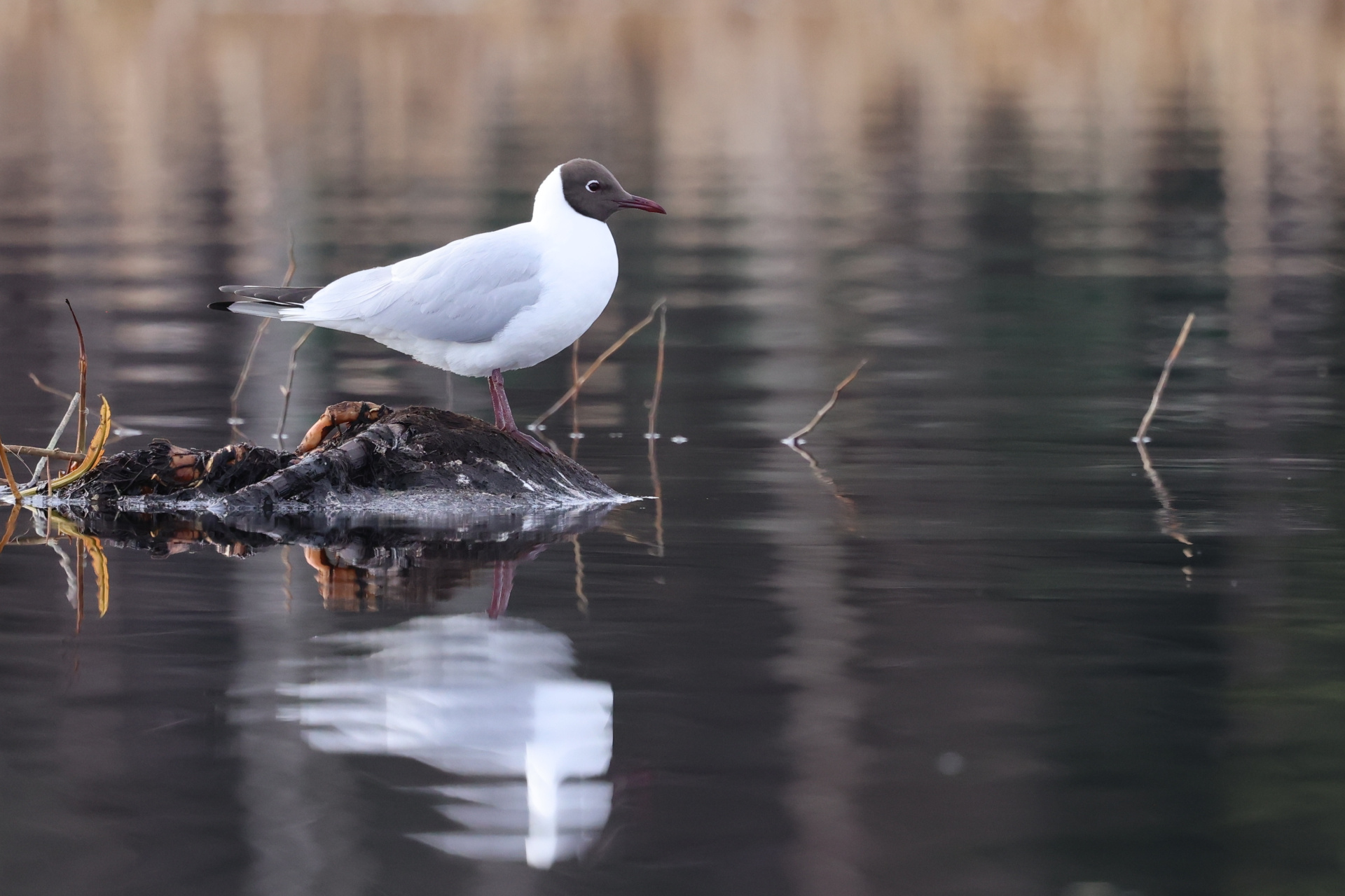 Озерная чайка Шкурко