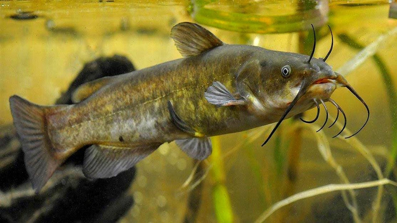 Американский сомик