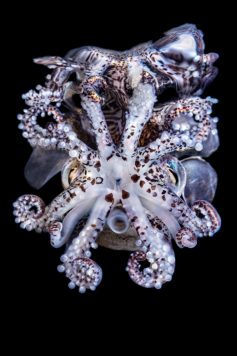 Big-and-Small-Underwater-Faces-3rd-Place-Jeon-Min-seok