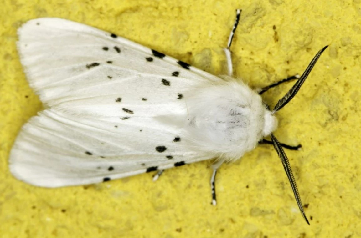 американская бабочка