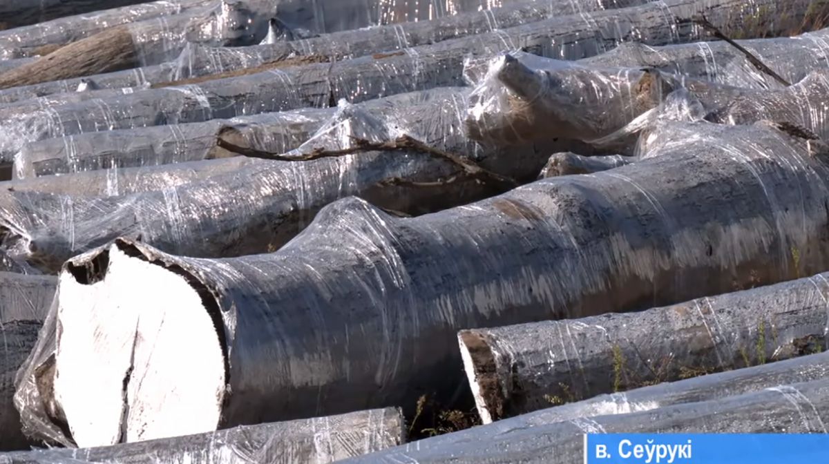 вековые дубы.jpg