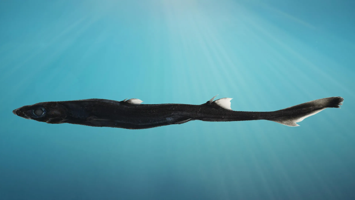 акула-фонарь