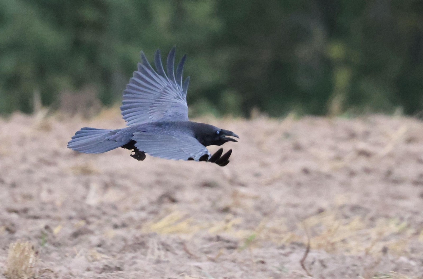 9-Ворон в полете.jpg