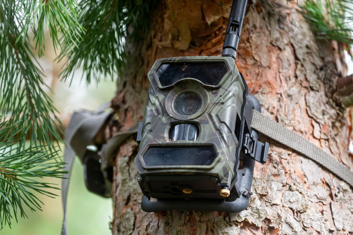 камеры в лесах