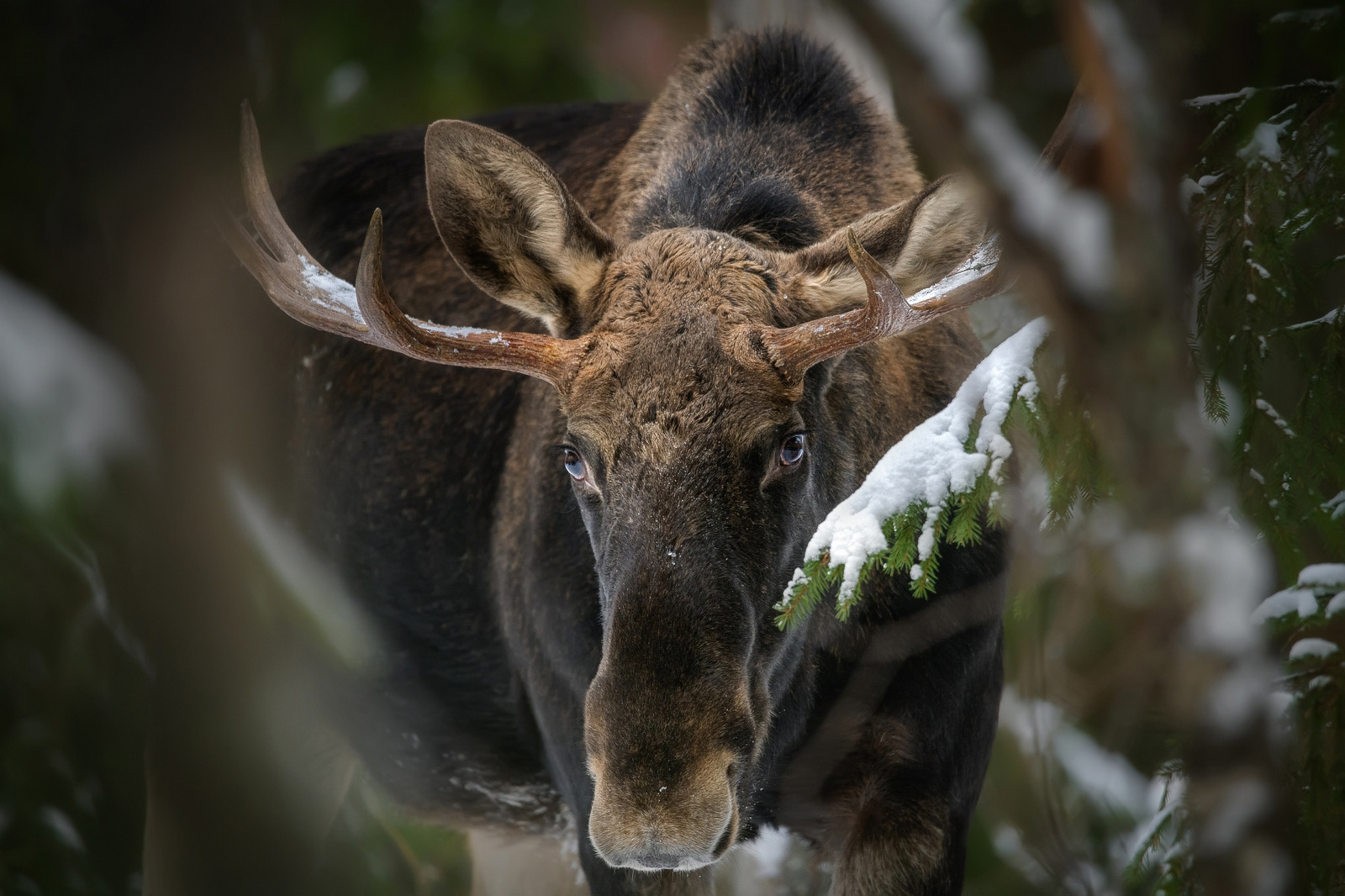 “Глаза в глаза”. Фотография, вошедшая в финал фотоконкурса “Дикая природа 2023”. Автор Владислав Соколовский
