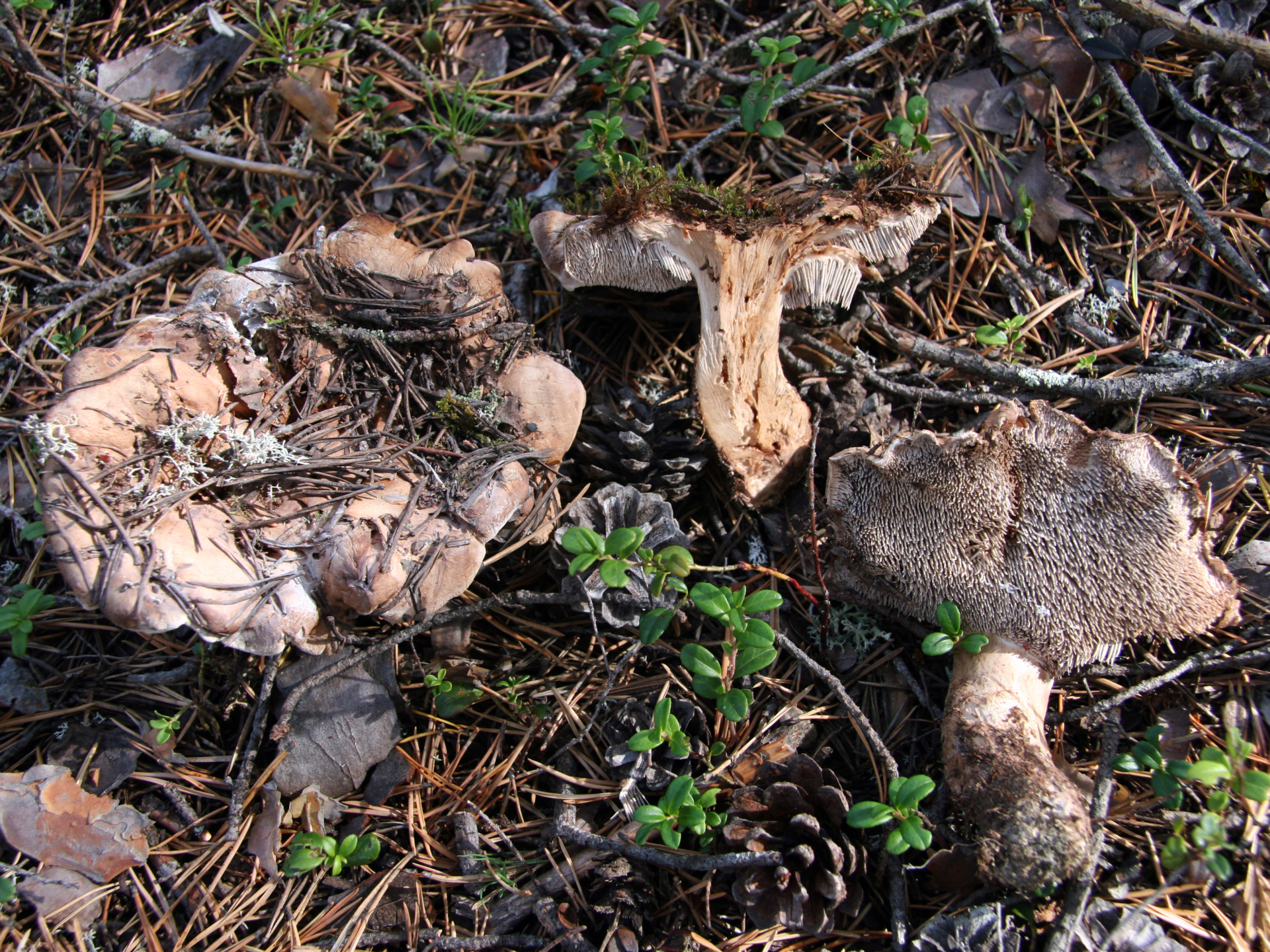 Bankera_fuligineoalba_(9628000723).jpg