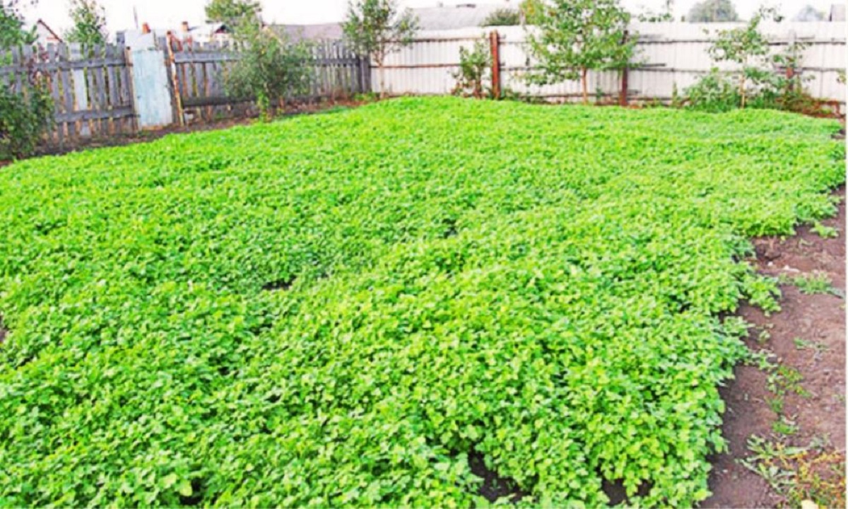 сидераты в огороде.jpg