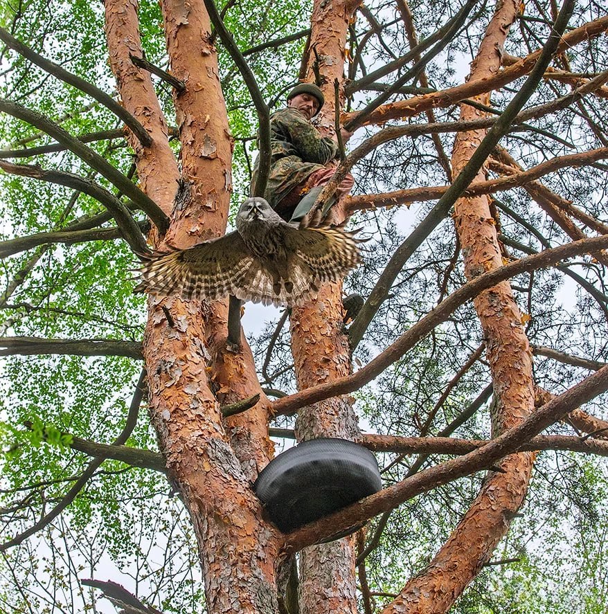 кольцевание неясыти.jpg