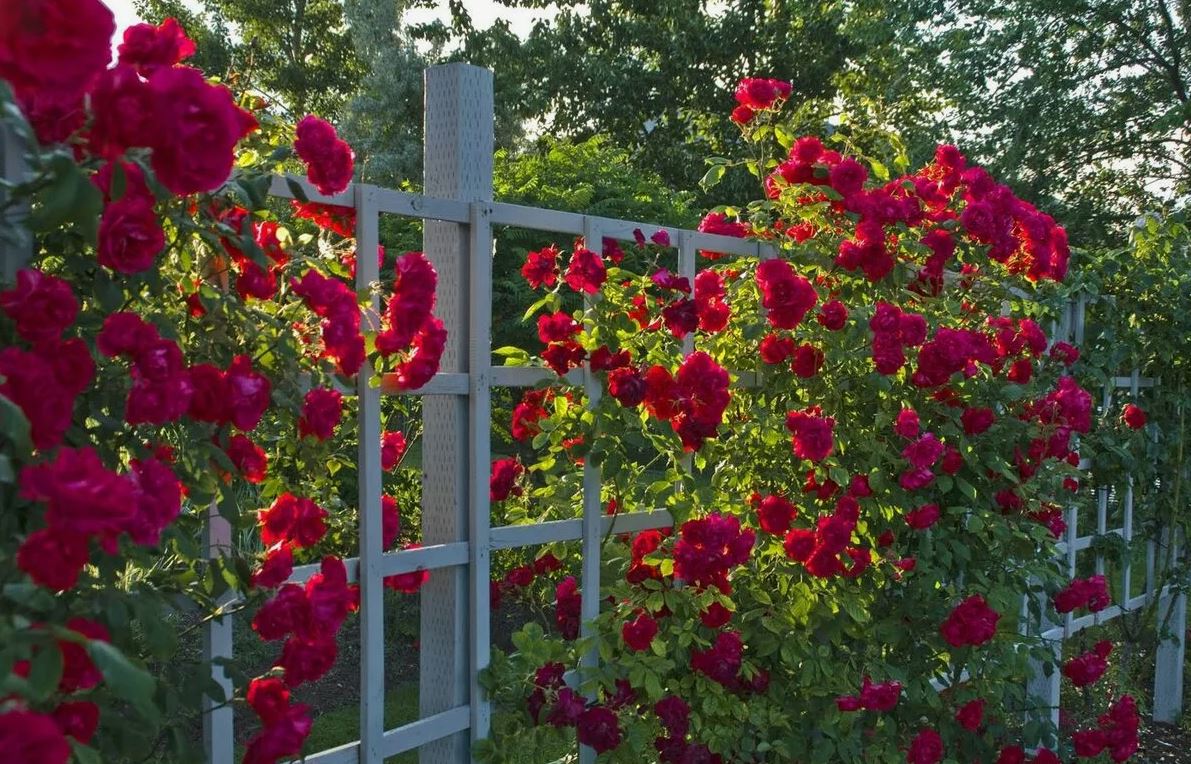 лианы на даче лианы на даче 7.jpg